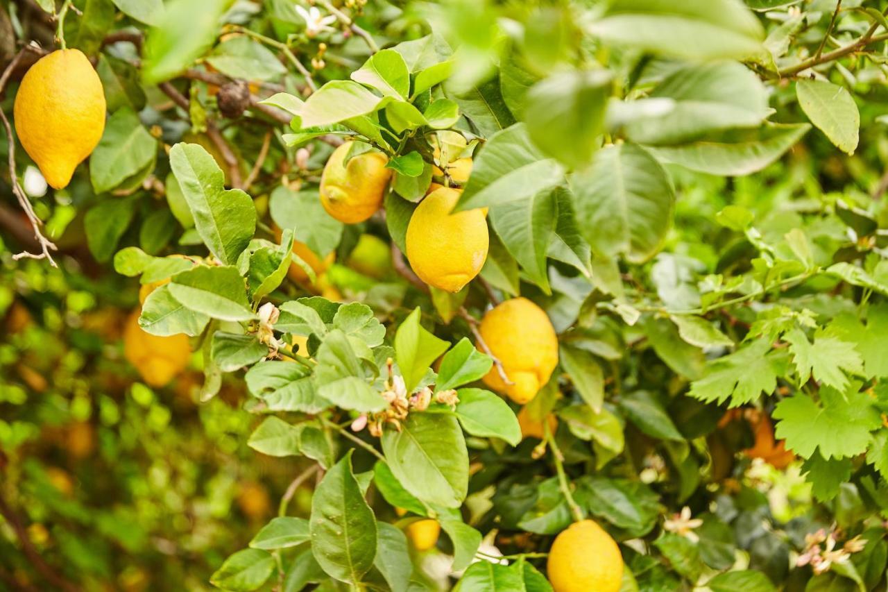 埃尔乔罗Finca Fenix公寓 外观 照片